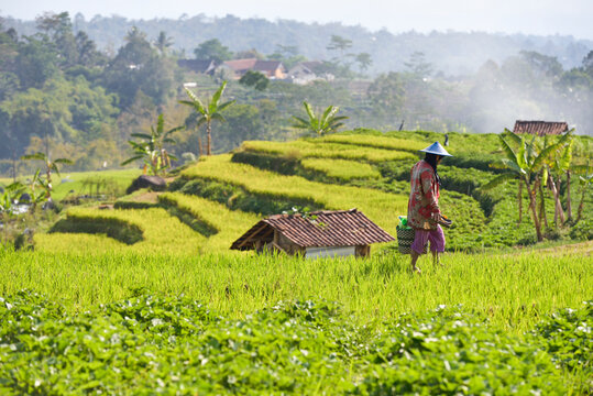 Paddy fields in Tawangmangu area, Karanganyar district, near Surakarta (Solo), Java island, Indonesia, Southeast Asia