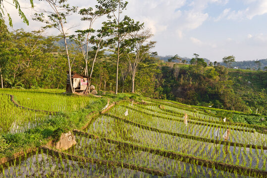Paddy fields in Tawangmangu area, Karanganyar district, near Surakarta (Solo), Java island, Indonesia, Southeast Asia