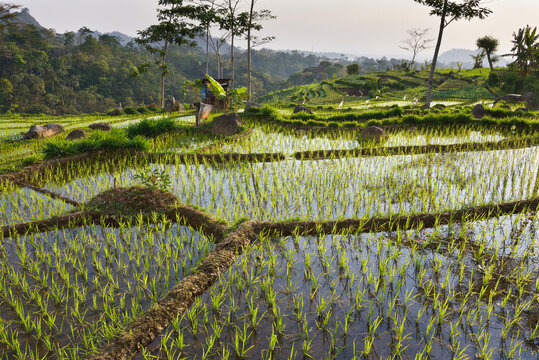 Paddy fields in Tawangmangu area, Karanganyar district, near Surakarta (Solo), Java island, Indonesia, Southeast Asia