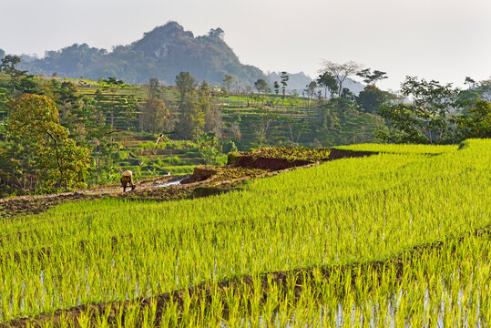 Paddy fields in Tawangmangu area, Karanganyar district, near Surakarta (Solo), Java island, Indonesia, Southeast Asia