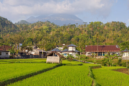 Hamlet in the middle of paddy fields in Tawangmangu area, the Gunung (volcano) Lawu in the background, Karanganyar district, near Surakarta (Solo), Java island, Indonesia, Southeast Asia