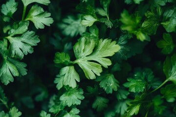 Fototapeta premium A vivid display of green parsley leaves beautifully arranged in a natural and organic pattern, highlighting the plant's freshness and life-affirming qualities.