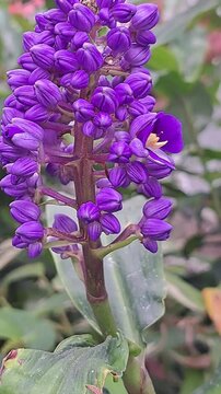 Blue ginger plant, Latin: Dichorisandra thyrsiflora,  with a cluster of buds and flowers in beautiful purple colors.