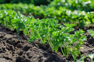 Obraz premium Several parsley plants are neatly lined up, sprouting energetically from the moist earth, illustrating precise gardening and promising culinary delights for the future.
