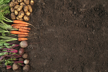 Soil ground texture with organic bio vegetables background, autumn harvest with copyspace. Bunch of...