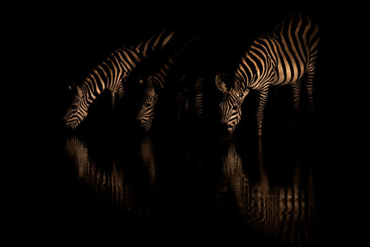 Three Plains zebra (Equus quagga) drinking at night, Shompole, Kenya, East Africa
