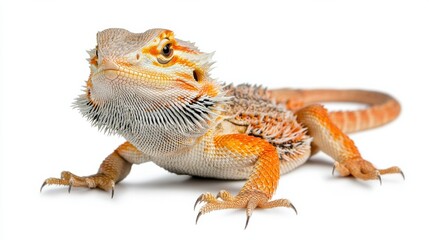 Obraz premium Close up of Adorable Bearded Dragon Lizard in Terrarium against White Background