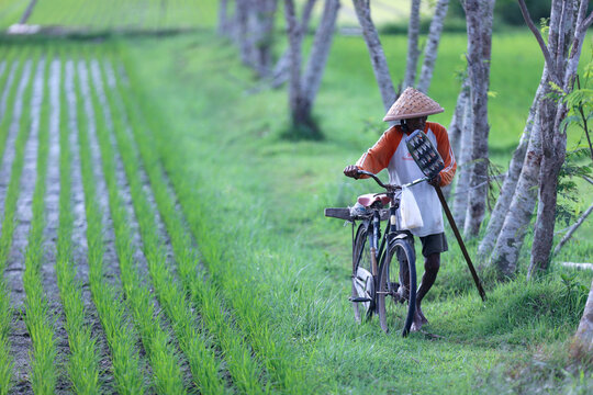 Young rice sprouts in a field, Yogyakarta, Java, Indonesia, Southeast Asia