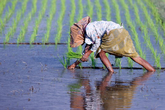 Woman planting rice seedlings, young rice sprouts in a field, Yogyakarta, Java, Indonesia, Southeast Asia