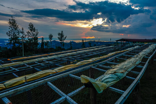 Drying beans at coffee washing station, Rutsiro district, Northern province, Rwanda, East Africa