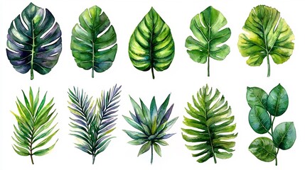 Fototapeta premium Vibrant Watercolor Leaves and Succulents on Clean White Background