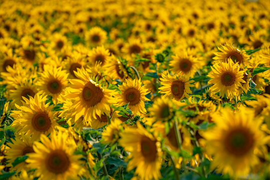 View of sunflowers at Barlow Sunflower Fields, Barlow, Derbyshire, England, United Kingdom
