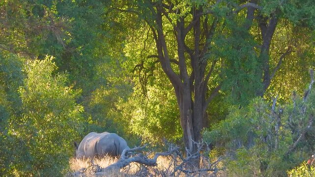 Two, wild rhinos wander off in search of food, Kruger National Park