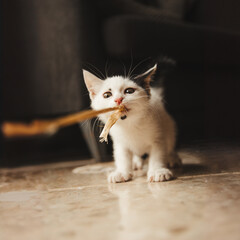 Naklejka premium tiny kitten plays the string 