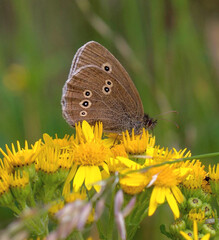 A Butterfly on yellow summer flowers