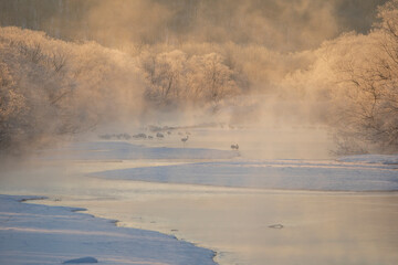 The Setsuri River that flows beneath the Otowabashi Bridge does not freeze over in winter, and the area becomes a precious roosting place for Japanese cranes.