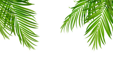 palm tree in corner isolated on white