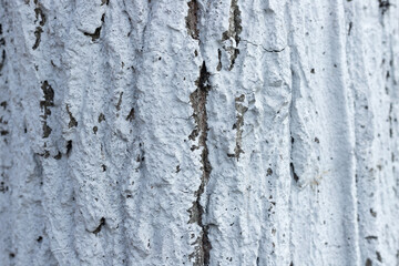 Trunk texture coated with white lime