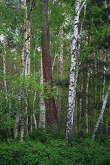 Waldwege in Brandenburg im Frühling