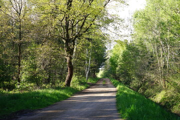 Waldwege in Brandenburg im Frühling