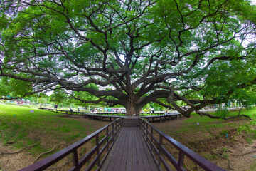 The giant rain tree is over 100 years old at Kanchanaburi province Thailand.