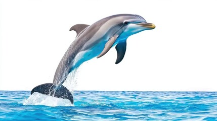 Naklejka premium Majestic Dolphin Leaping out of Turquoise Ocean Waves in Tropical Paradise