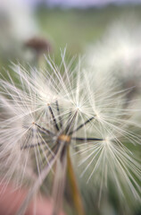 Obraz premium white dandelion flower with seeds in the garden