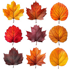 Fototapeta premium Colorful Autumn Maple Leaves Isolated on Transparent Background