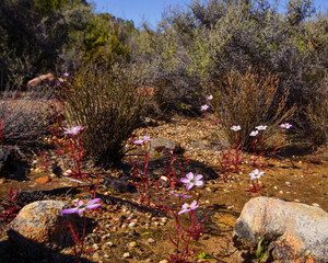 Abundantly flowering plants of the sundew Drosera variegata, Western Cape, South Africa