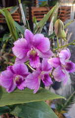 Close up of beautiful orchid purple flower in tropical garden