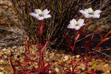 Bright red plants of the sundew Drosera variegata with pale flowers, Western Cape, South Africa