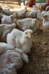 Naklejka premium Group of small broiler chickens on a poultry farm, Broiler chicks on a small poultry house, White small broiler chickens are being raised on a farm