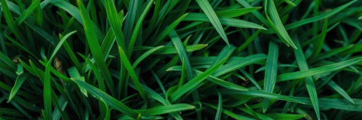 Obraz premium Close-up shot of lush green grass with intricate textures, background