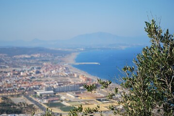 Fototapeta premium Coastal cityscape with olive tree branches in the foreground and a clear blue sea.