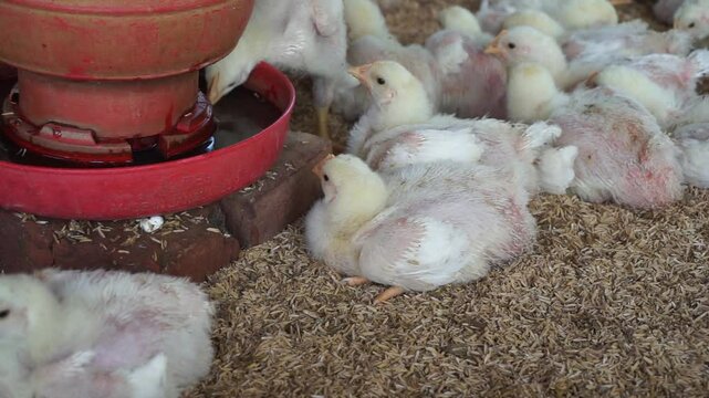 A group of broiler chickens drinking water, A flock of yellow chicks drinking water from a drinker on a farm, Chickens drinking water from a water pot on a poultry farm