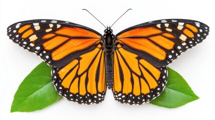 Obraz premium Vibrant Monarch Butterfly Perched on Green Leaf in Close Up