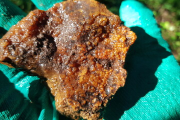 Fototapeta premium Bright sample of chalcedony with spherulites in the sun, field photo, rockhounding