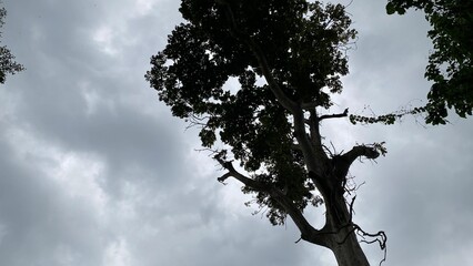 silhouette of tree