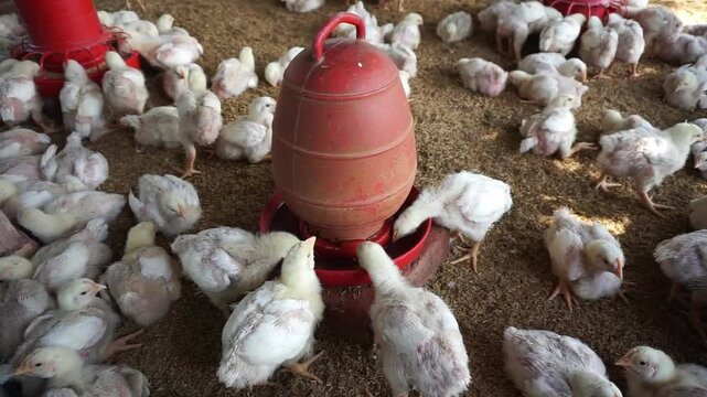 A group of broiler chickens drinking water, A flock of yellow chicks drinking water from a drinker on a farm, Chickens drinking water from a water pot on a poultry farm