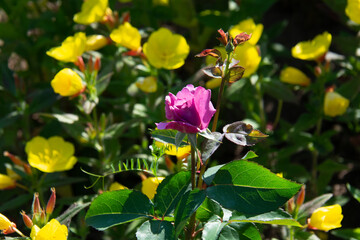 Obraz premium Beautiful pink rose on a background of yellow flowers and green leaves