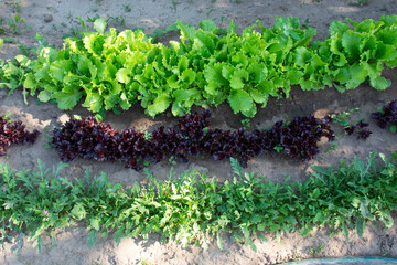 A bed of green lettuce, red lettuce and arugula