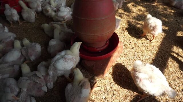 A group of broiler chickens drinking water, A flock of yellow chicks drinking water from a drinker on a farm, Chickens drinking water from a water pot on a poultry farm
