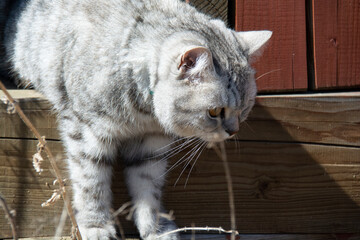 Grey British cat crawls out from under the terrace