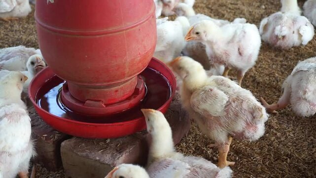Chickens drinking water from a water pot on a poultry farm, A group of broiler chickens drinking water, A flock of yellow chicks drinking water from a drinker on a farm