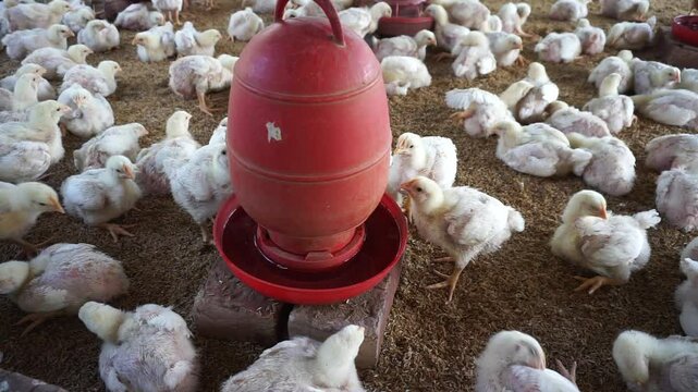 Chickens drinking water from a water pot on a poultry farm, A group of broiler chickens drinking water, A flock of yellow chicks drinking water from a drinker on a farm