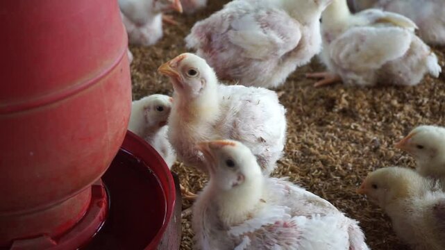 Chickens drinking water from a water pot on a poultry farm, A group of broiler chickens drinking water, A flock of yellow chicks drinking water from a drinker on a farm
