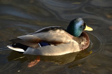 This mallard is swimming in the sea in sunny autumn day.