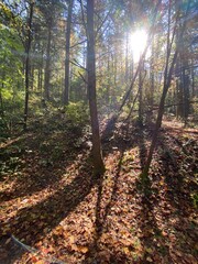 North Carolina Woods