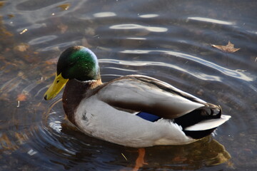 Obraz premium This mallard is swimming in the sea in sunny autumn day.
