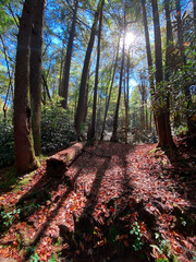 North Carolina Woods